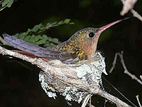 Photo of Hummingbird