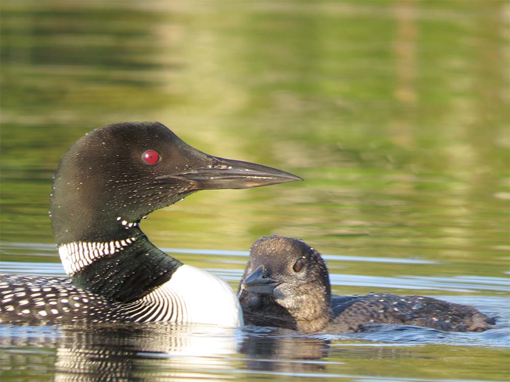 Loon and chick