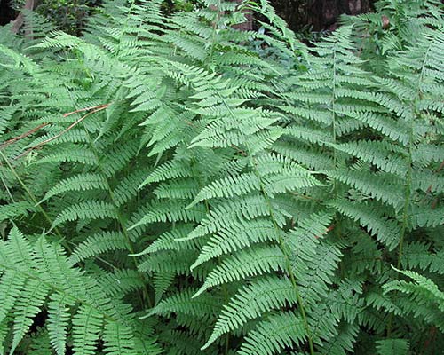 NY fern