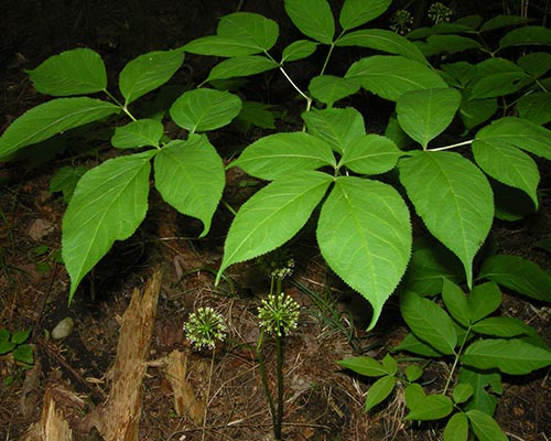 Wild sarsaparilla