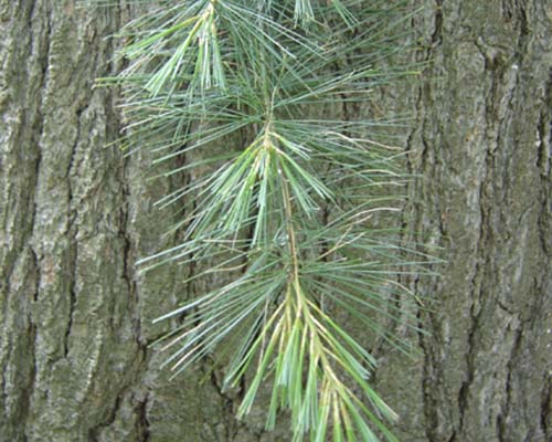 White pine needles