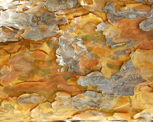 Scots pine bark