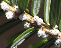 Hemlock Wooly Adelgid