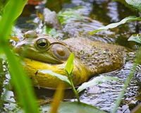 Bull Frog