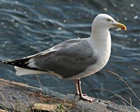 American Herring Gull