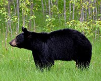 American Black Bear