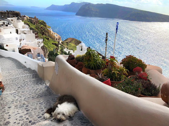 Looking past a sleeping dog to a dramatic seaside view in Greece